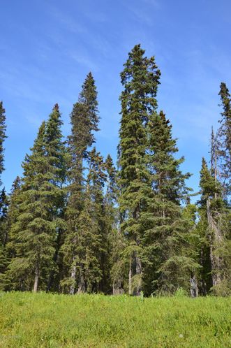 L18 Spruce Haven Street: L18 Spruce Haven Street, Kenai, AK 99611